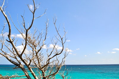 Branches at Elbow Beach, Bermuda