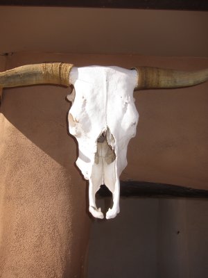 Ghost Ranch skull