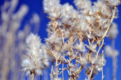 Desert Flowers