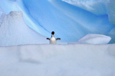 Gentoo Penguin on Marguerite Island