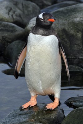 Gentoo Penguin at Port Lockroy