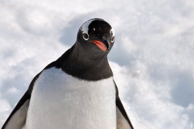 What you Looking at, Ms. Gentoo?