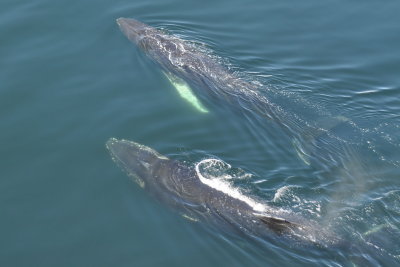 Whales in Gerlache Strait