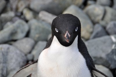 Curious Adelie Penguin