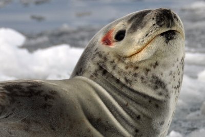 Leopard Seal at Booth Harbour