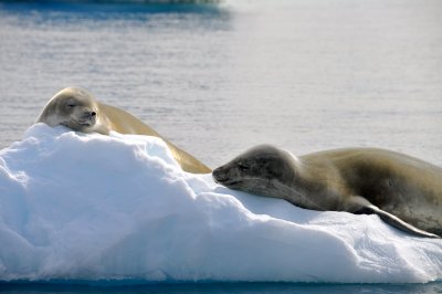 Crabeater Seals at Marguerite Bay