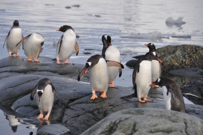 Cleaning Off at Port Lockroy