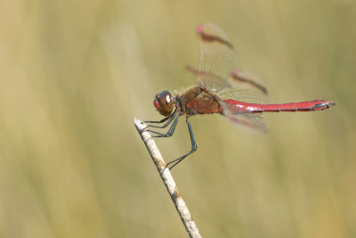 Banded Darter/Bandheidelibel