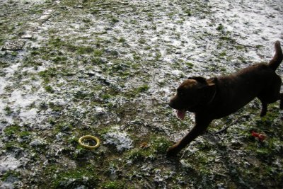 Raz at the gallop