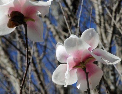 The Tulip Tree