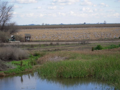 Sand Hill Cranes & Geese  Merced Natl Refuge DSCN0197.jpg