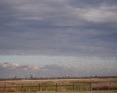 Snow Geese & Sand Hill Cranes  Merced Natl Refuge DSCN0212.jpg