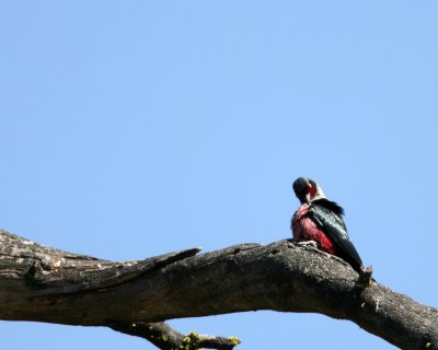lewis' woodpecker Wenas