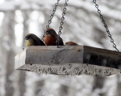 red crossbills La Pine Oregon