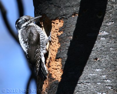 3-toed woodpecker female Bethel Ridge