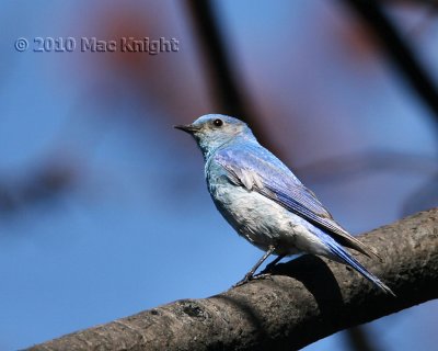 bluebirds