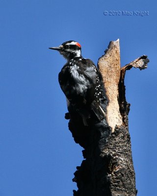 hairy woodpecker male Bethel Ridge