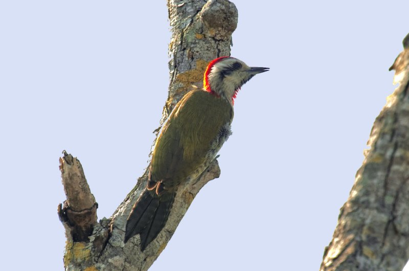 200-DSC_1889-Cuban Woodpecker.jpg
