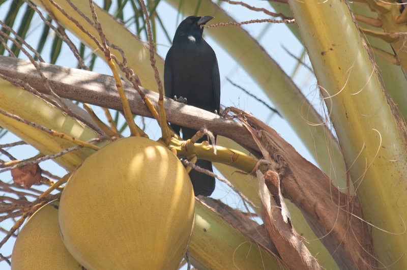 230-DSC_1980-Cuban Blackbird.jpg