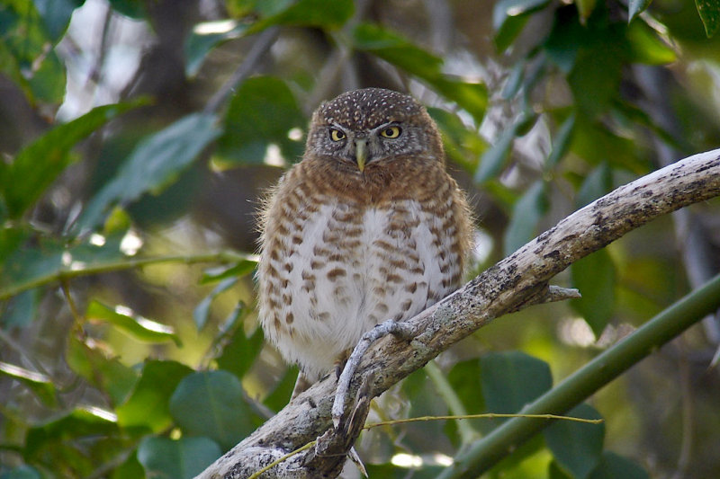 235-DSC00461-Pygmy Owl.jpg