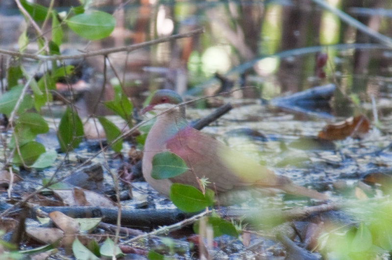 7-DSC_1362-Key West Quail-Dove.jpg