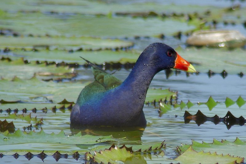 91-DSC00231-Purple Gallinule.jpg