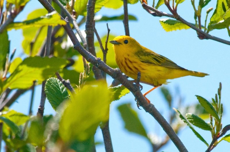 Yellow Warbler DSC_4525-1.jpg