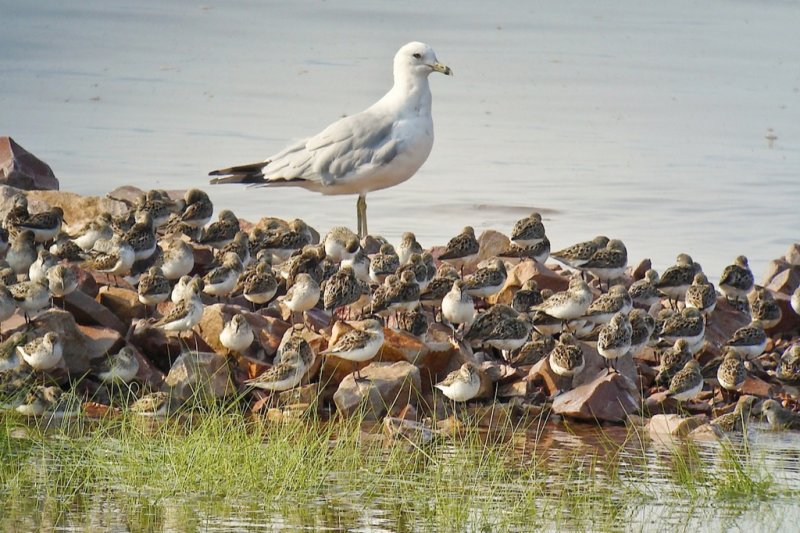 Ring-bill and Peeps, Grand Pre DSC00823-1.jpg