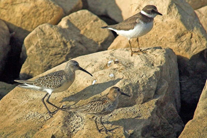 Shorebirds in Spain.jpg