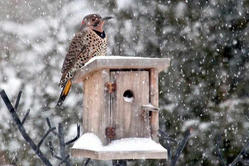 Winter Flicker.jpg