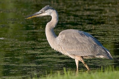 G.B.Heron, Chrch St.