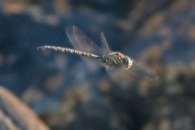 Dragonfly, Tupper Lake