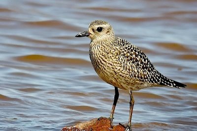 Bl-B.Plover