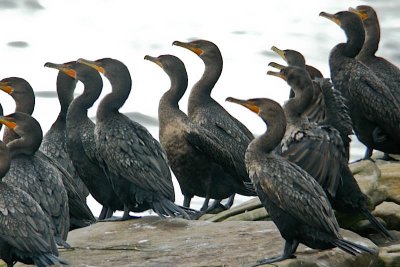 D-C Cormorants, Wallace