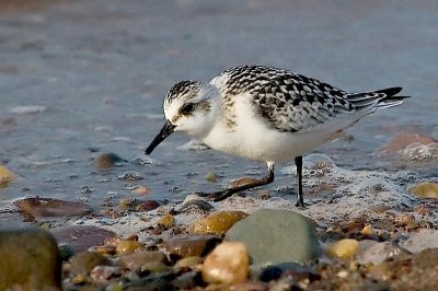 Sanderling