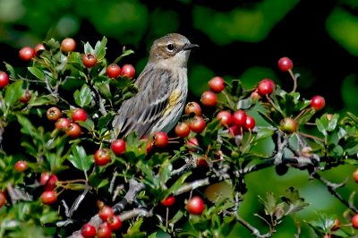 Y-R Warbler and berries 1