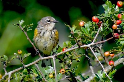 Y-R Warbler and berries 2