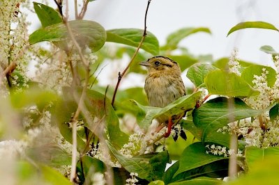 Nelson's Sharp-tailed Sp.