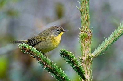 C.Yellowthroat