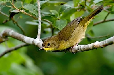 C.Yellowthroat 2
