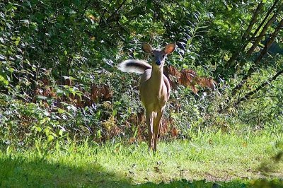 Deer in Kentville