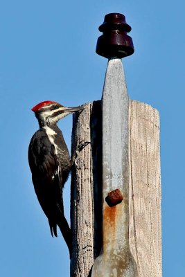Pileated 2