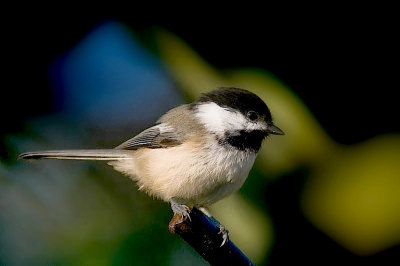 Black-C.Chickadee, home