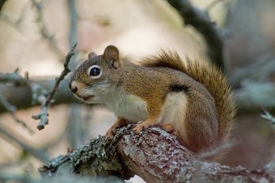 Red Squirrel, home