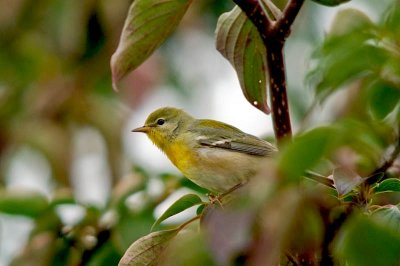 N.Parula, home