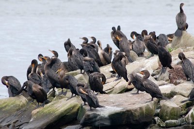 D-C Cormorants