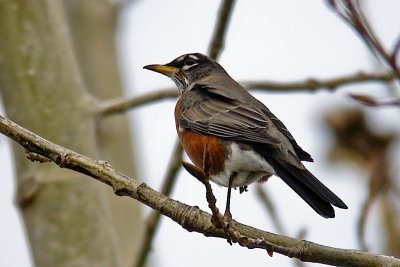Am. Robin DSCN0877.jpg