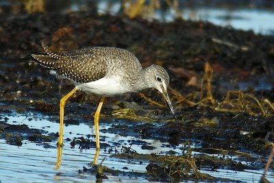 Gr. Yellowlegs DSCN0896.jpg