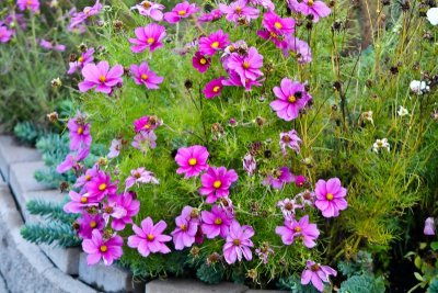 Garden flowers
