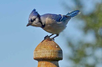 Blue Jay DSC_8858.jpg